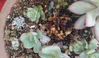 命运多舛痴迷淡然