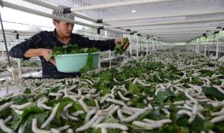 破茧2电视剧免费观看